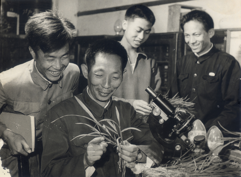 1572922222844026701.jpg 袁隆平和助手李必湖(左一)一起研究杂交稻.jpg